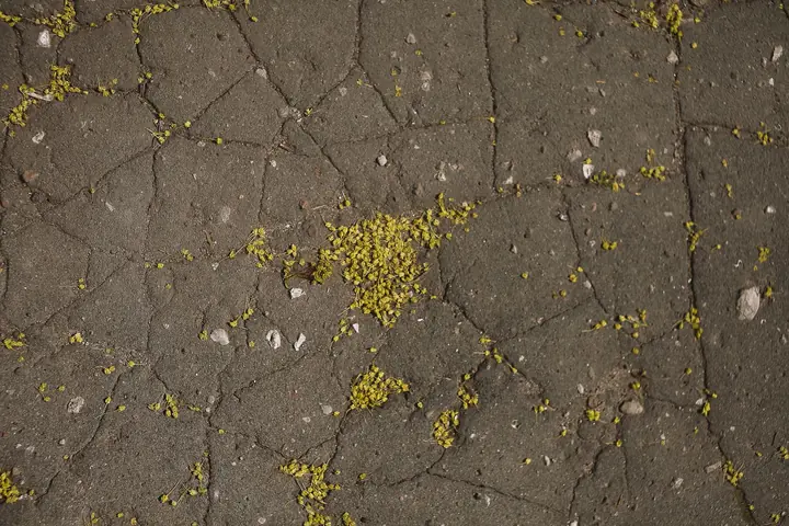 Close-up of a crazed and cracked concrete surface showing a fine network of shallow surface cracks